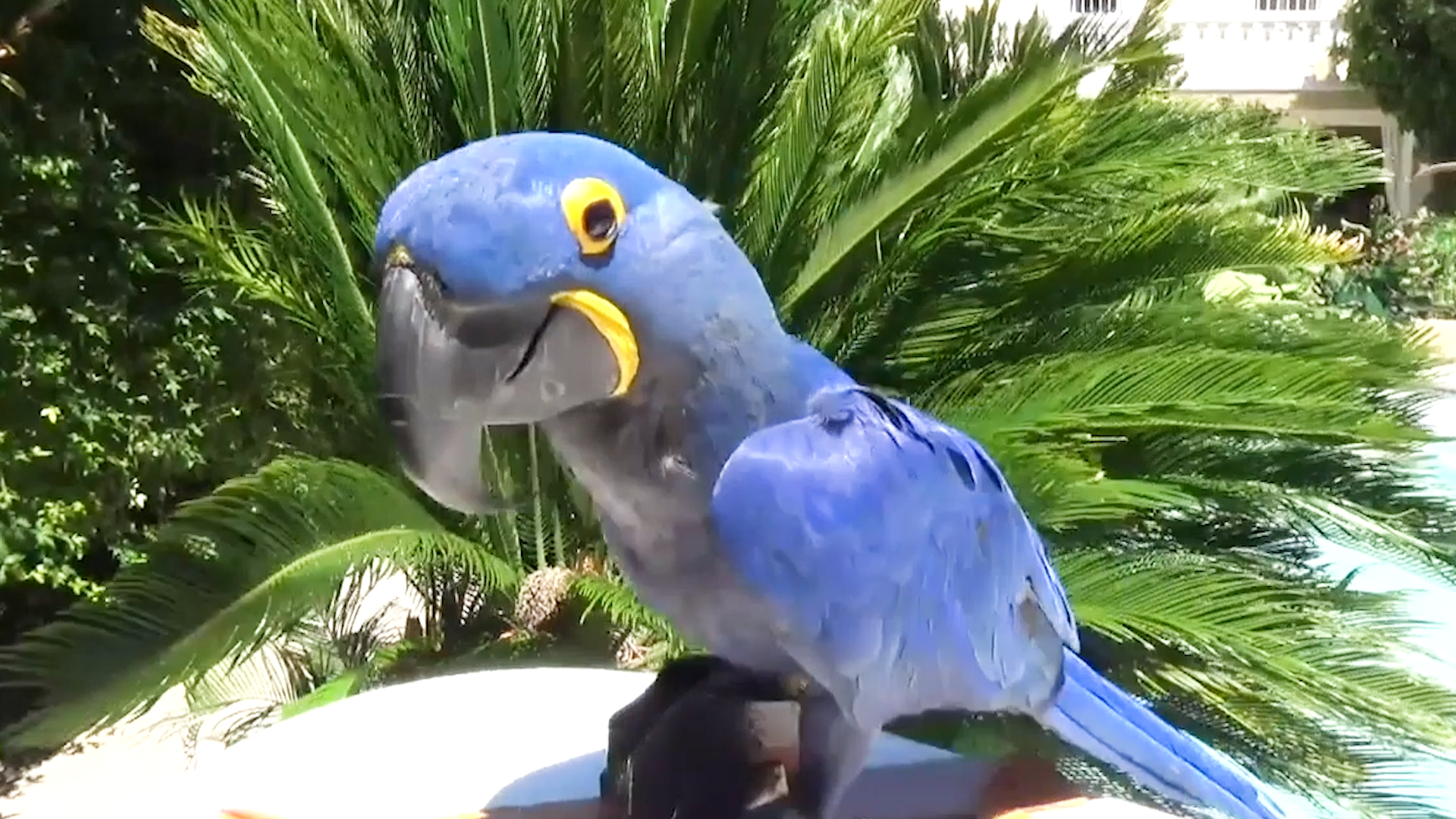 Best Pets of the Month