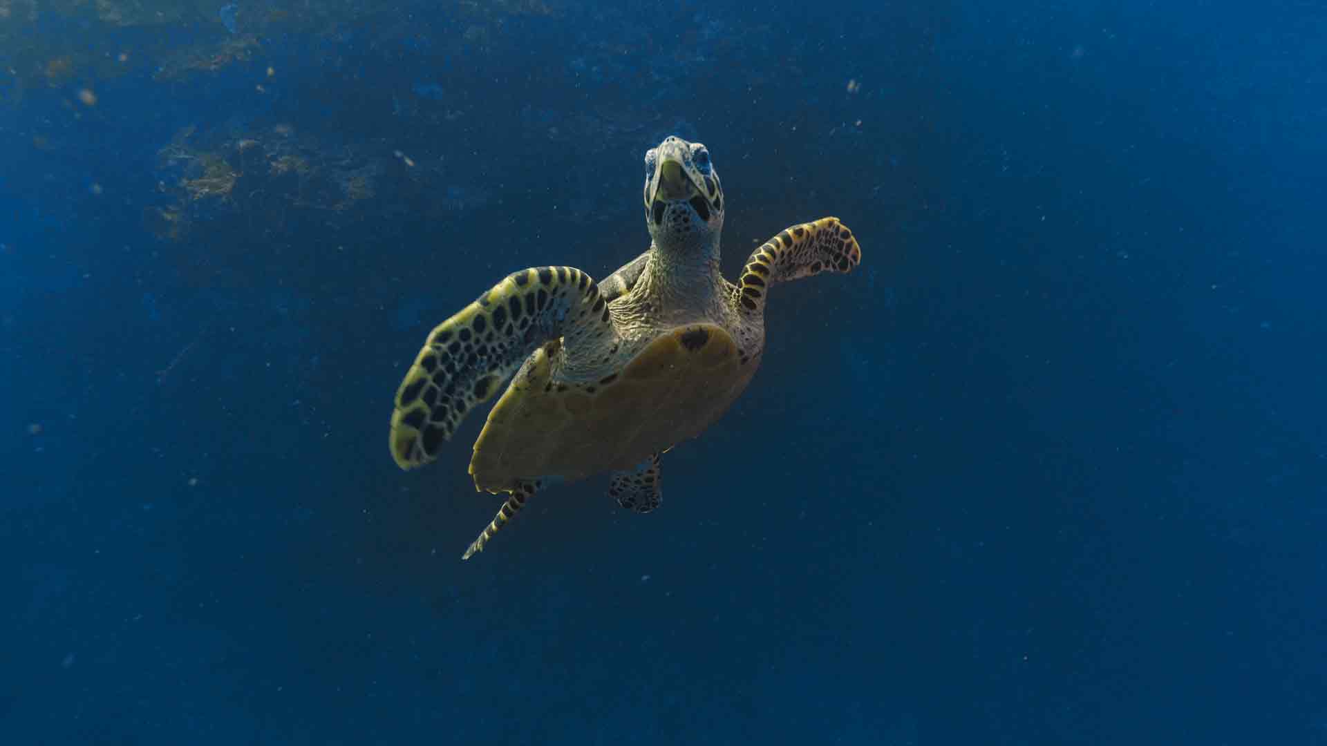 Into the Blue: The Wonders of the Coral Triangle