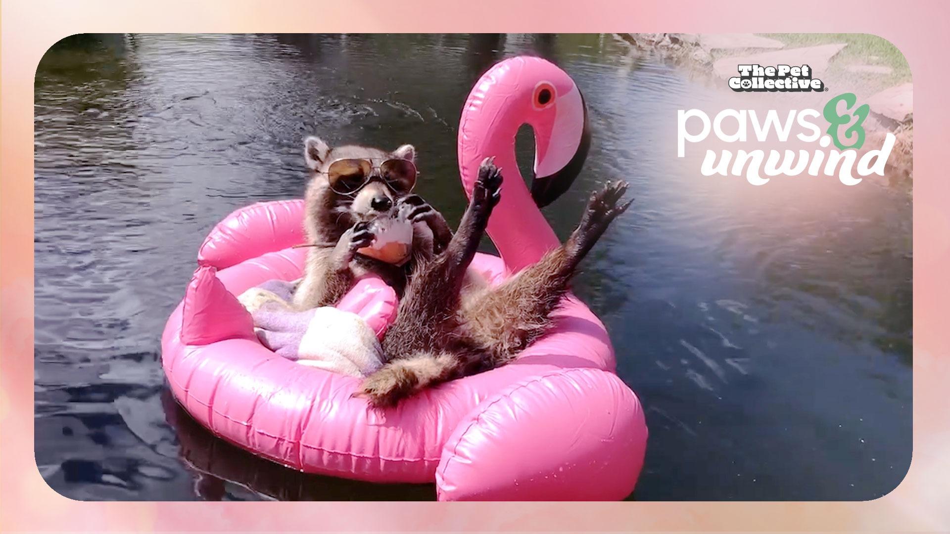 The Pet Collective Paws & Unwind