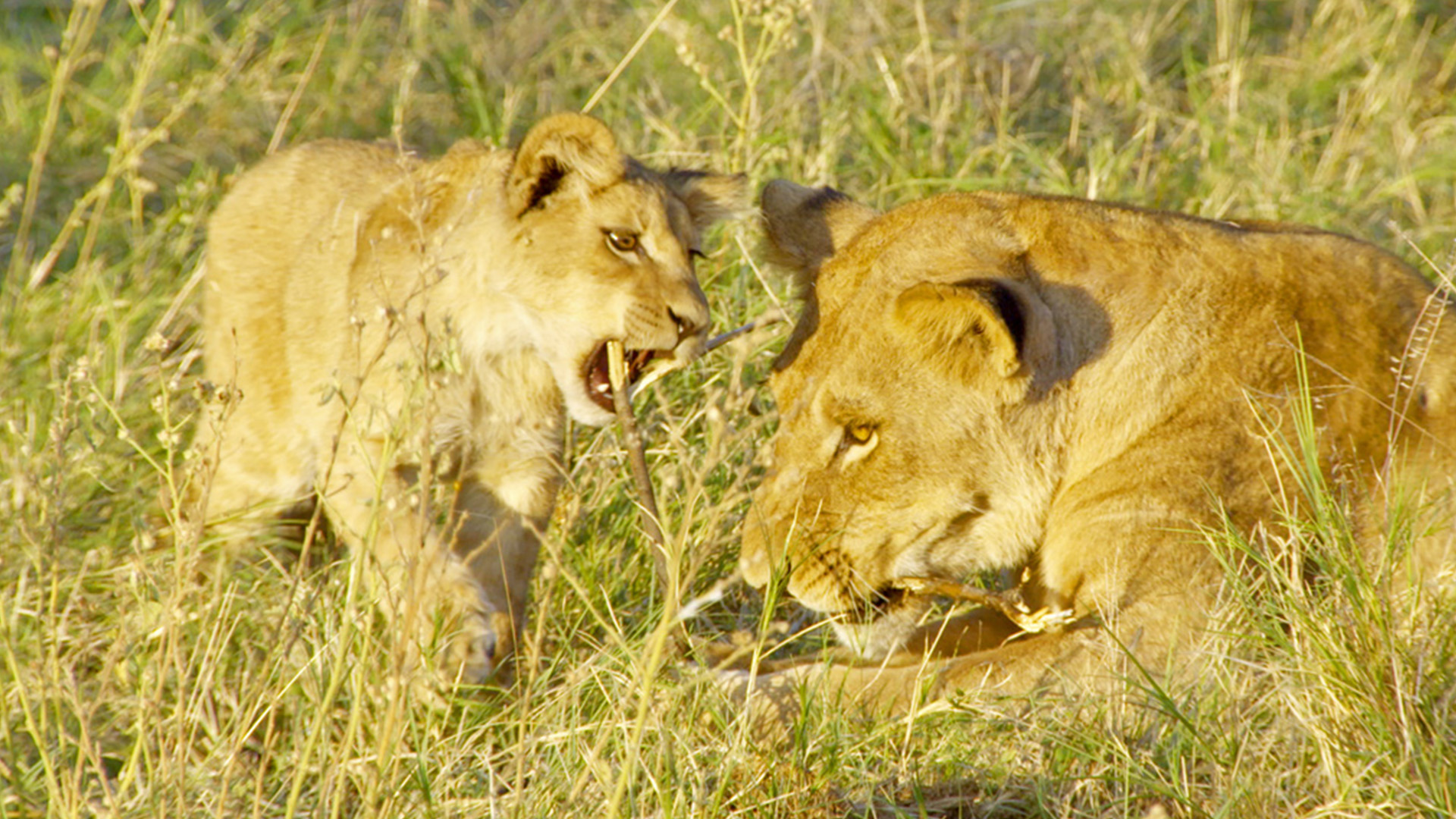 Grands parcs d'Afrique