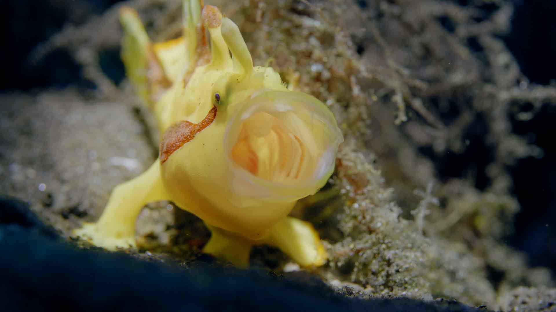 Into the Blue: The Wonders of the Coral Triangle