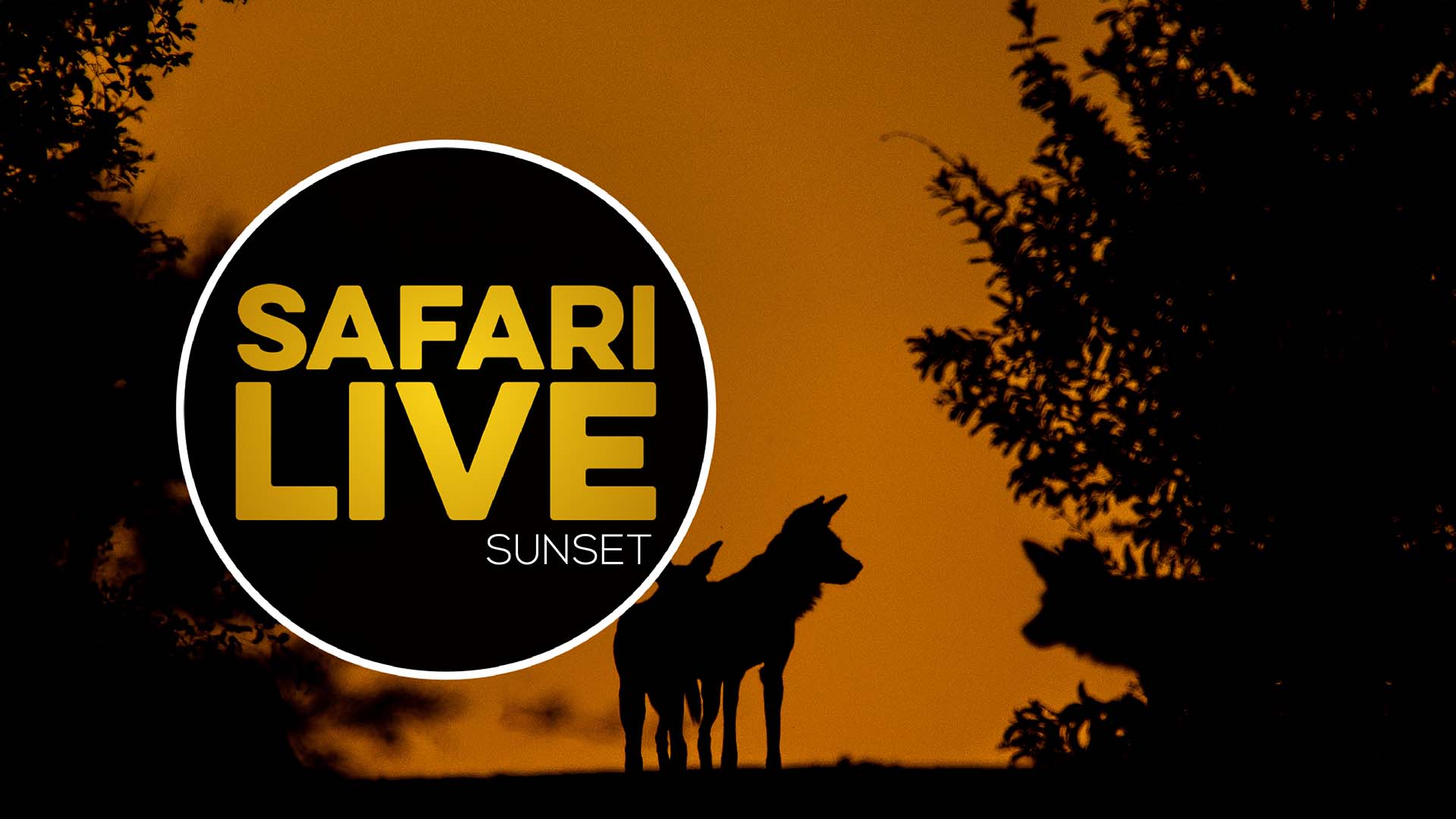 Safari EN VIVO Atardecer