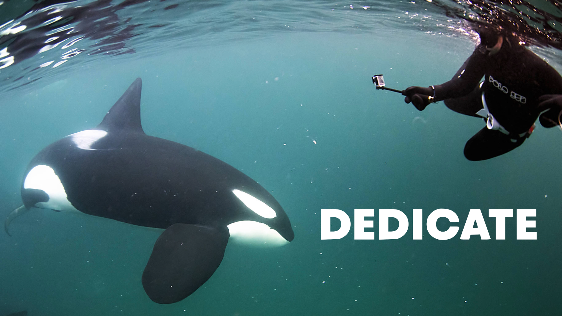 Doku: Freitauchen mit Orcas unter den Lofoten