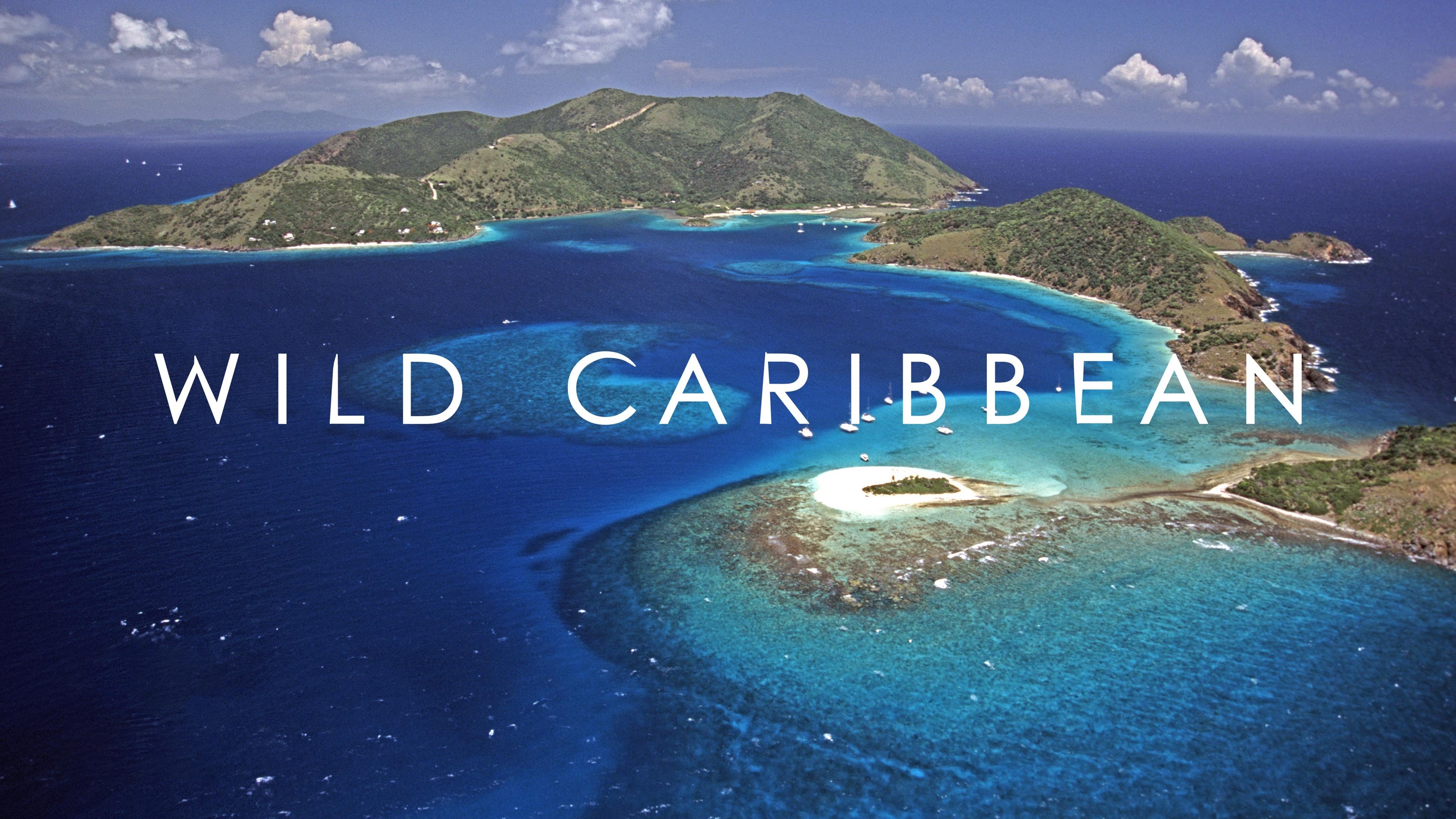 Wild Caribbean