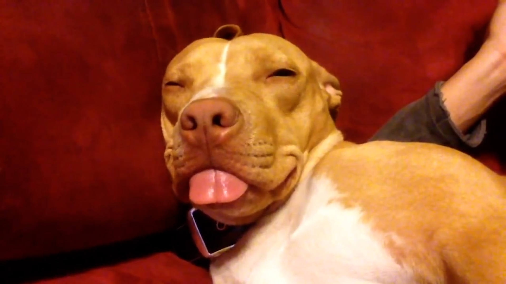 Crazy Fun Time Pet Countdown