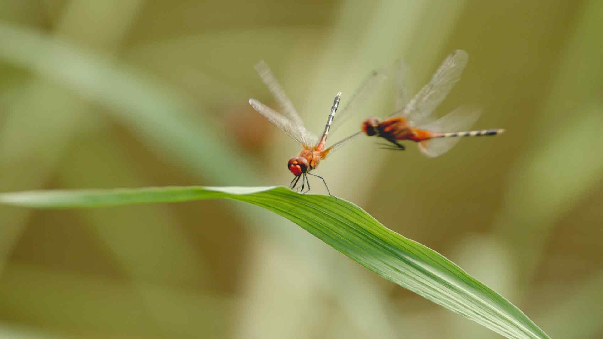 La stagione smeraldo