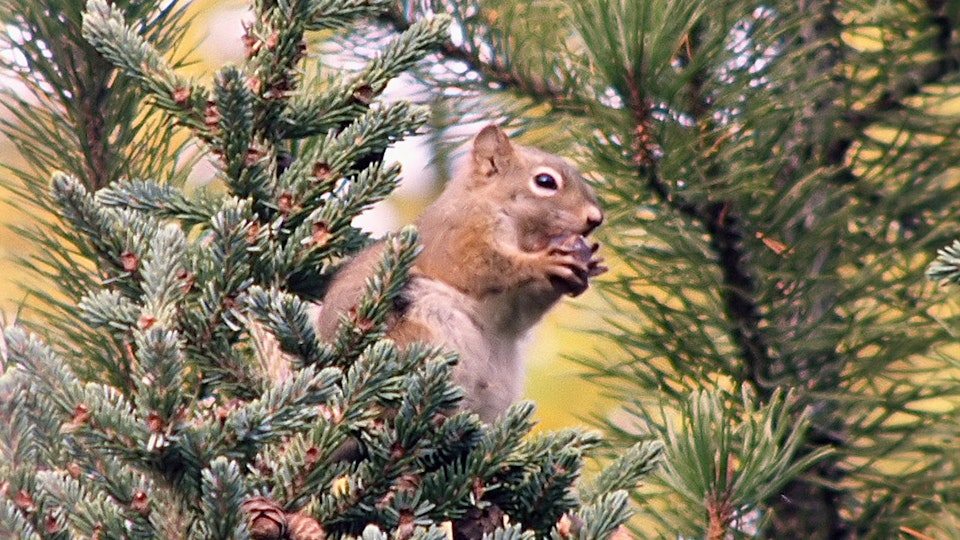 Tiere vor der Kamera: Die Unauffälligen der Rocky Mountains