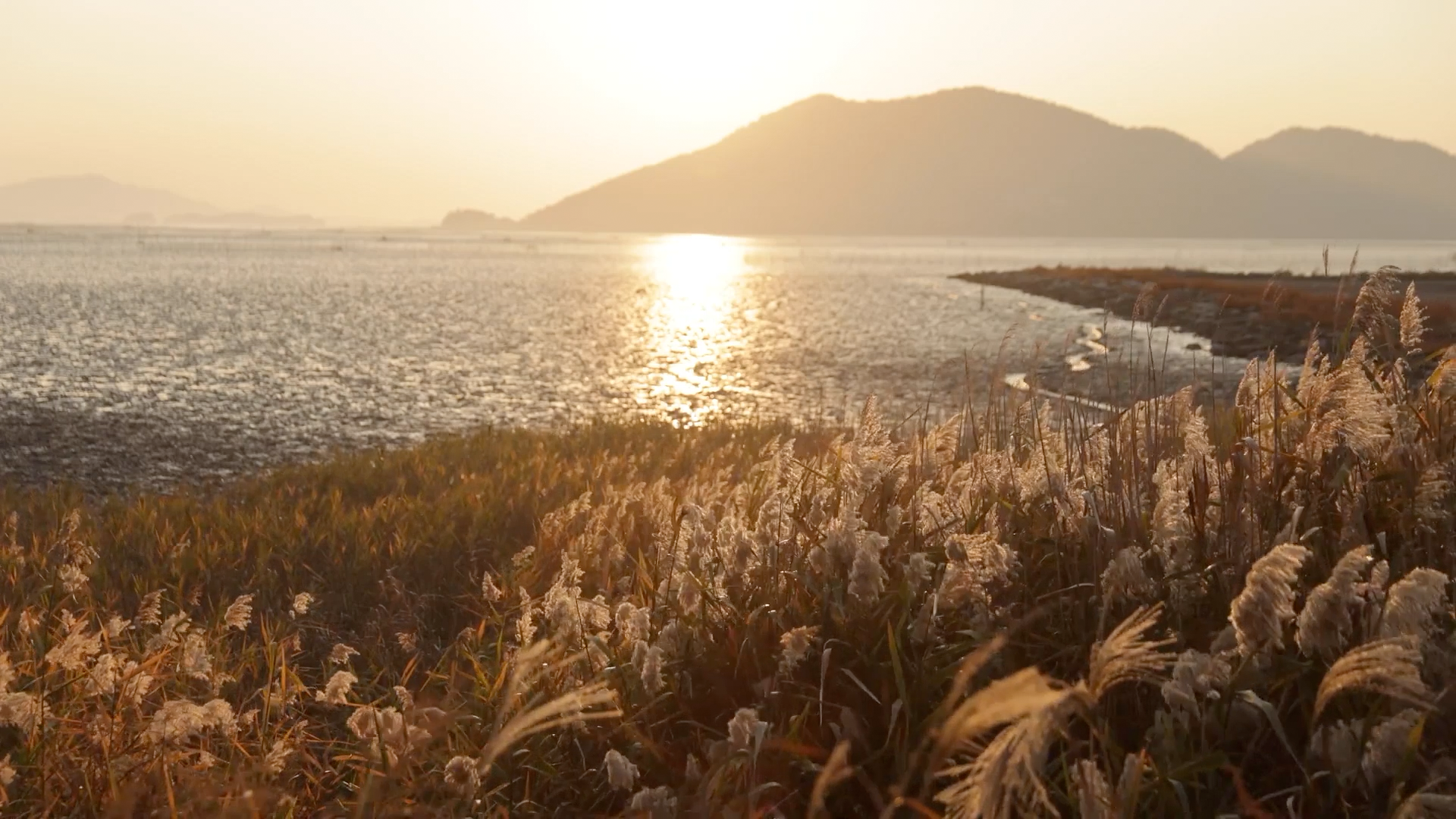 [오늘도 평화로운 갯벌] 바람에 흔들리는 갈대숲, 순천만