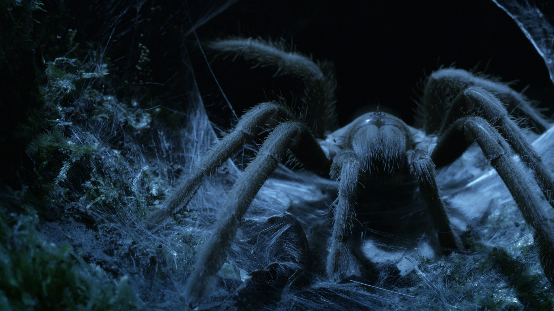 Australianos Letales