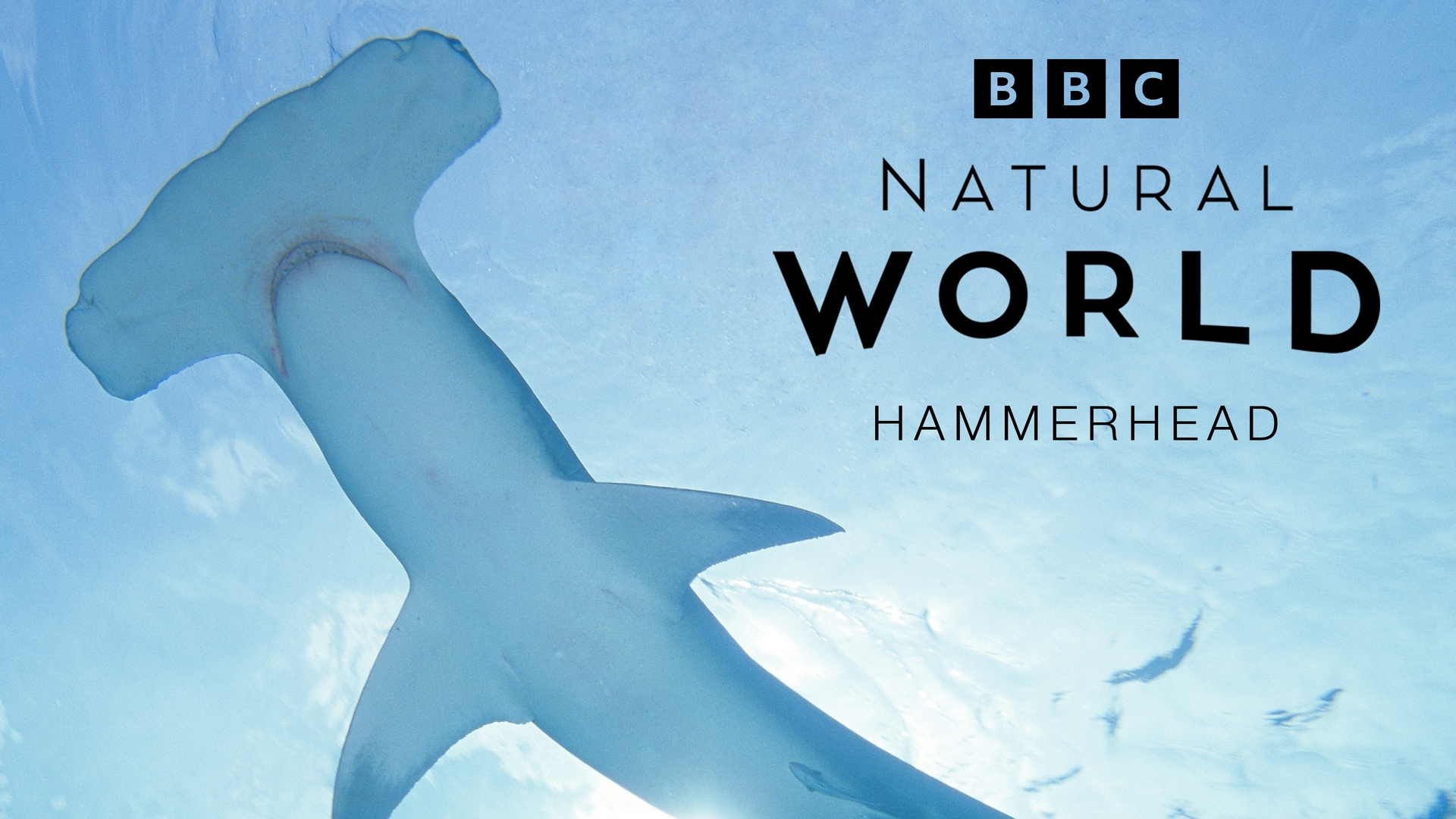 Attenboroughs schräge Vögel Hammerhaie