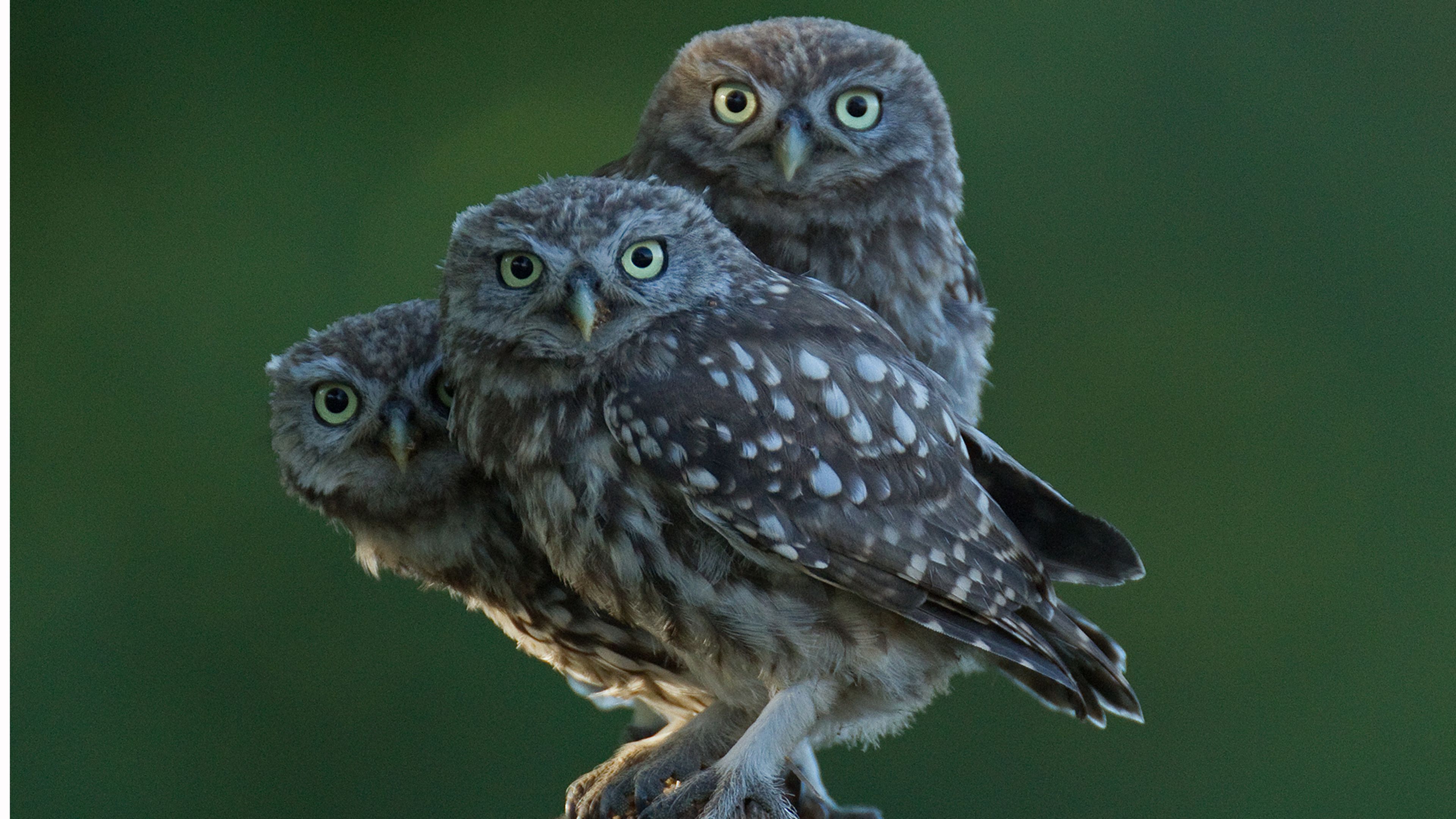 The Secret Life Of Baby Owls