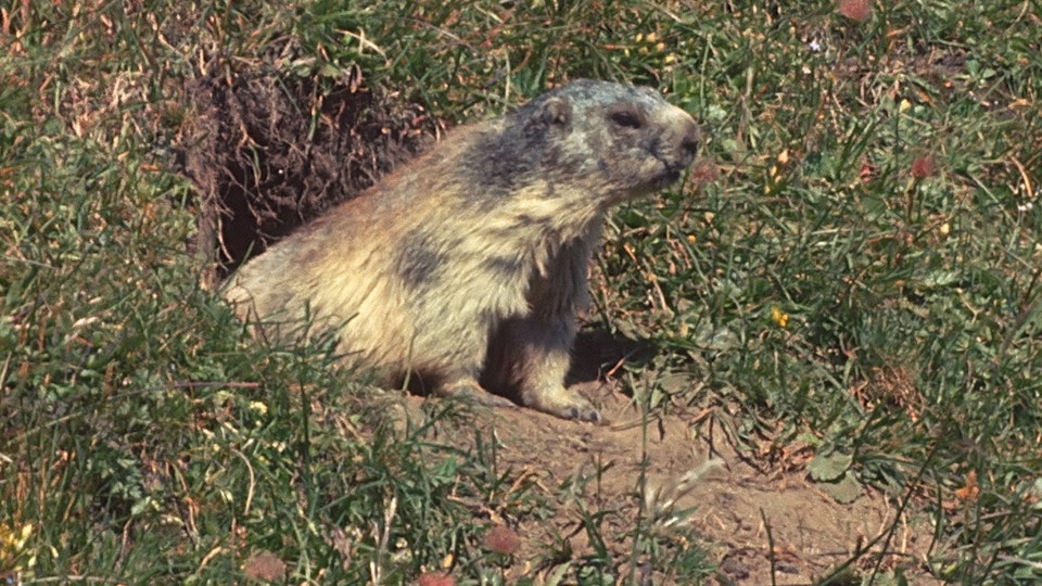 Tiere vor der Kamera