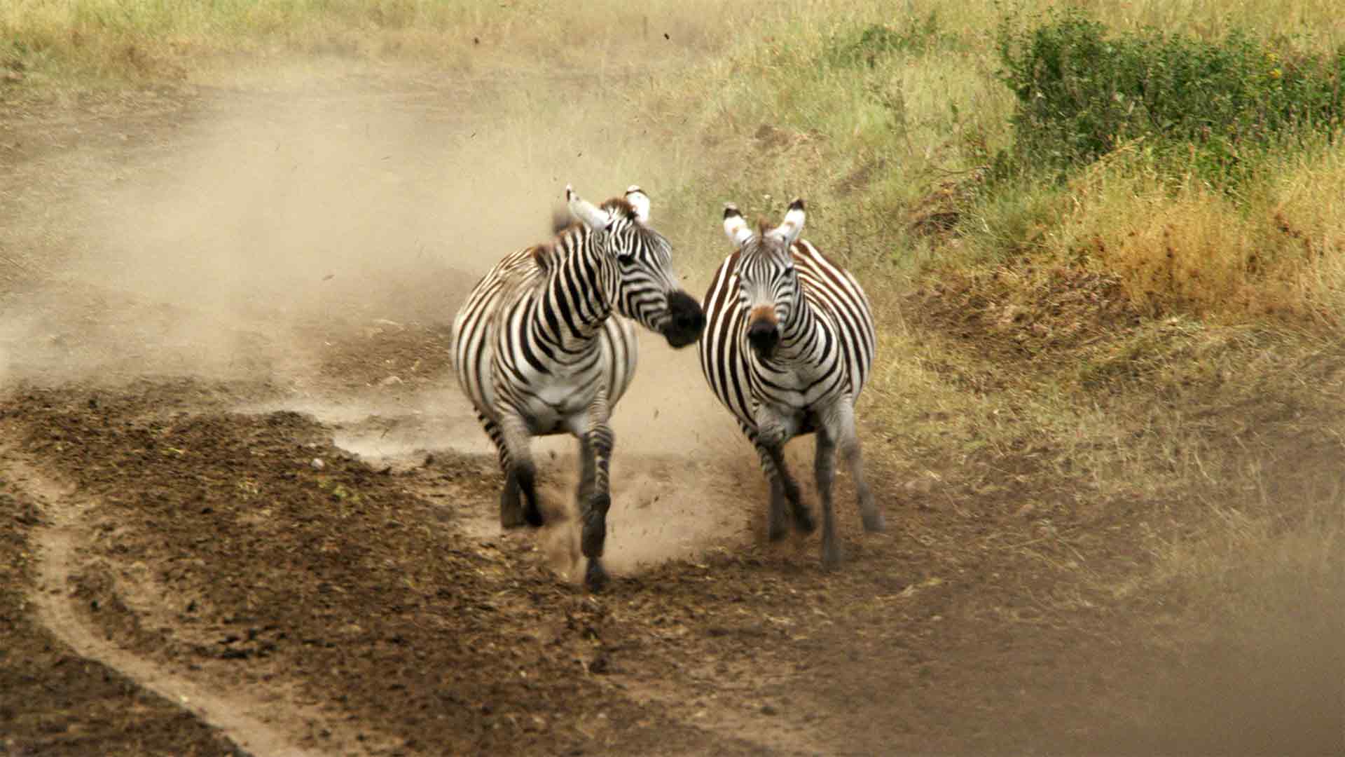 Les nomades du Serengeti