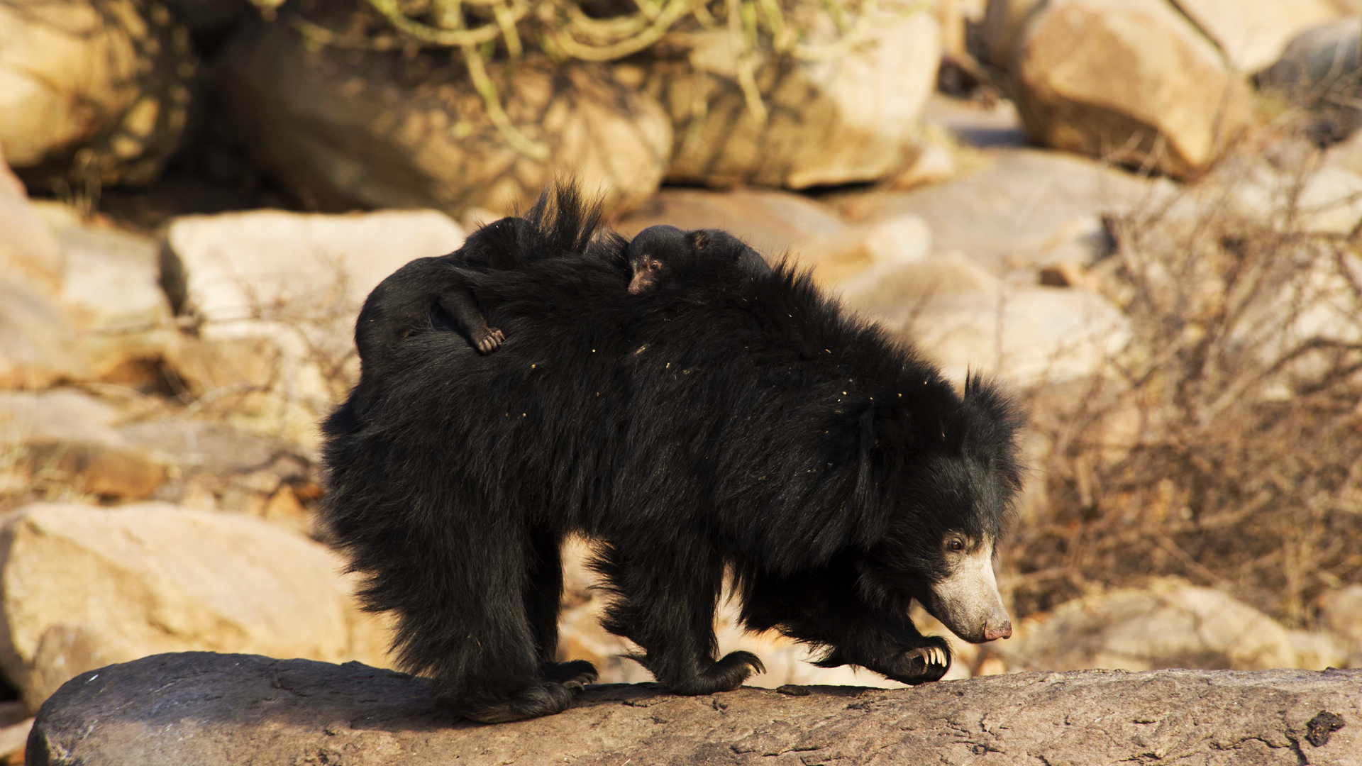 Der Bär aus dem Dschungelbuch