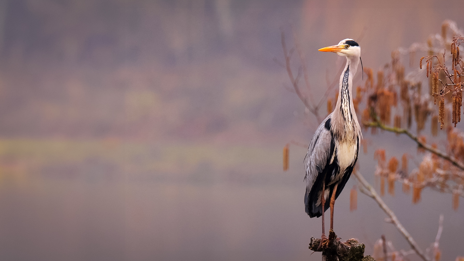 Germany's Wild Reservoirs