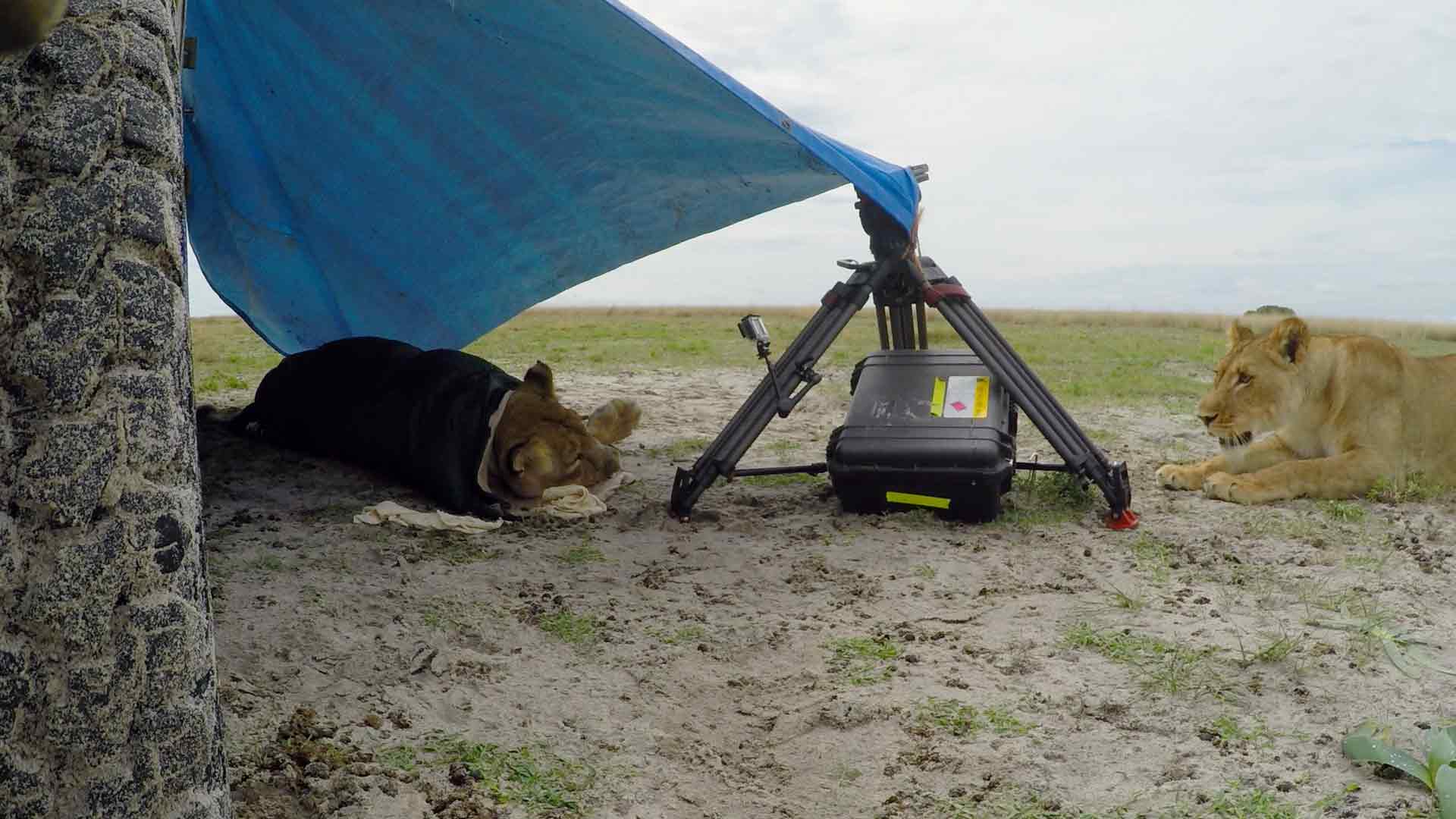 Il ritorno dei re cacciatori