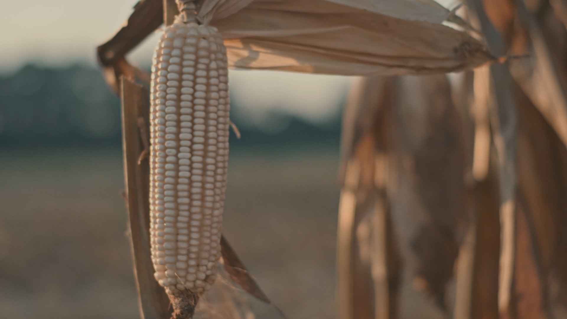 Neat: The Story of Bourbon