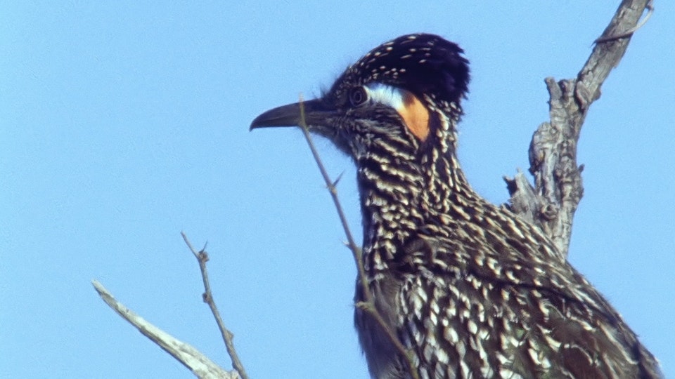 Tiere vor der Kamera