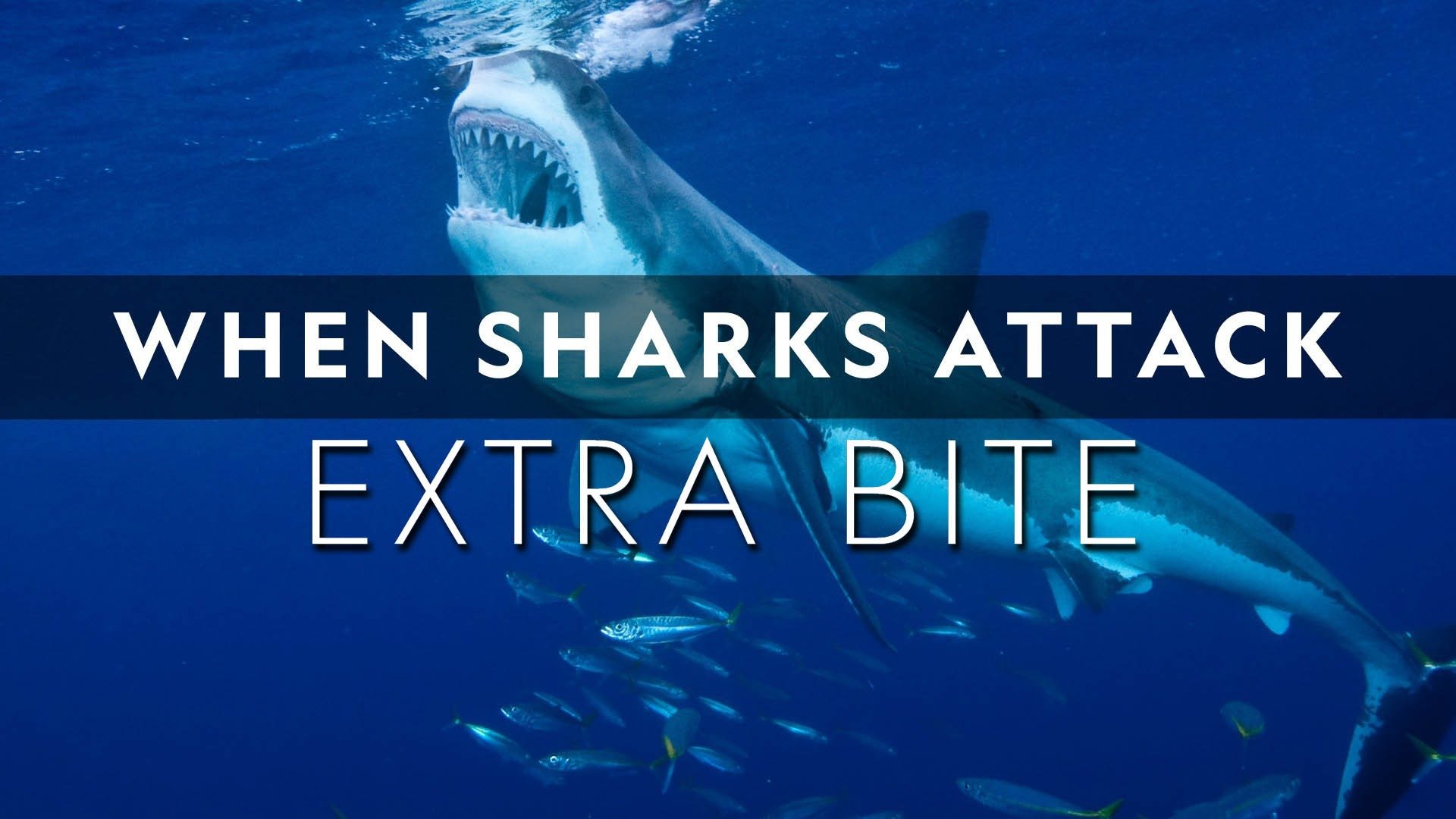 When Sharks Attack: Extra Bite
