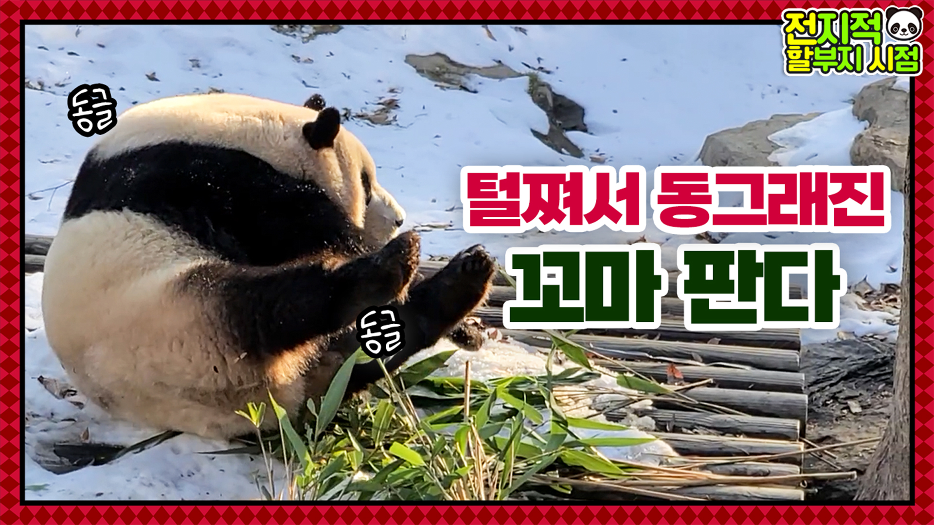 “아니 언제 이렇게 쪘어??” 털찐 푸바오ㅋㅋㅋ눈밭에서 굴러다님 16회