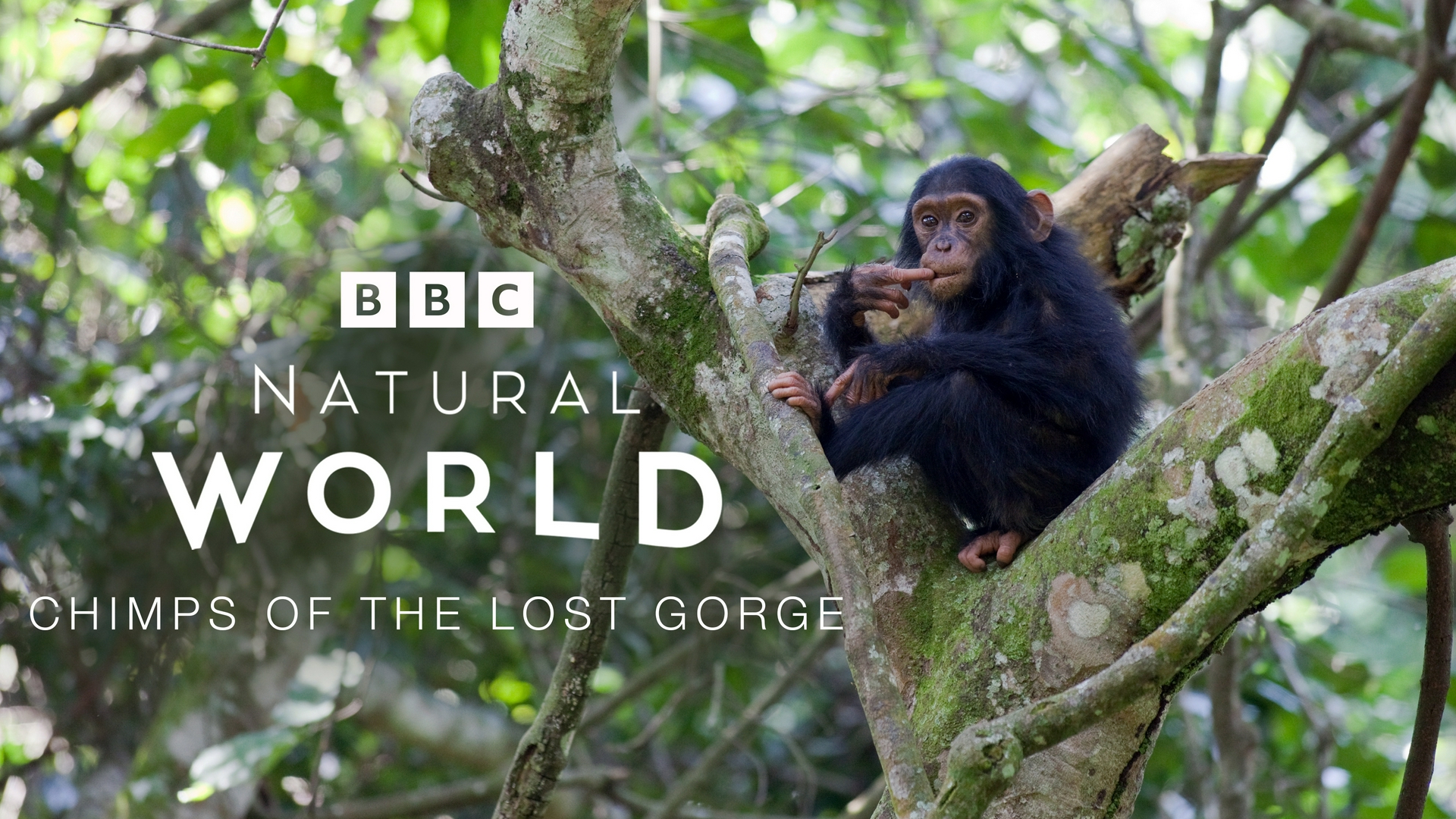 Attenboroughs schräge Vögel Gefangen im Paradies