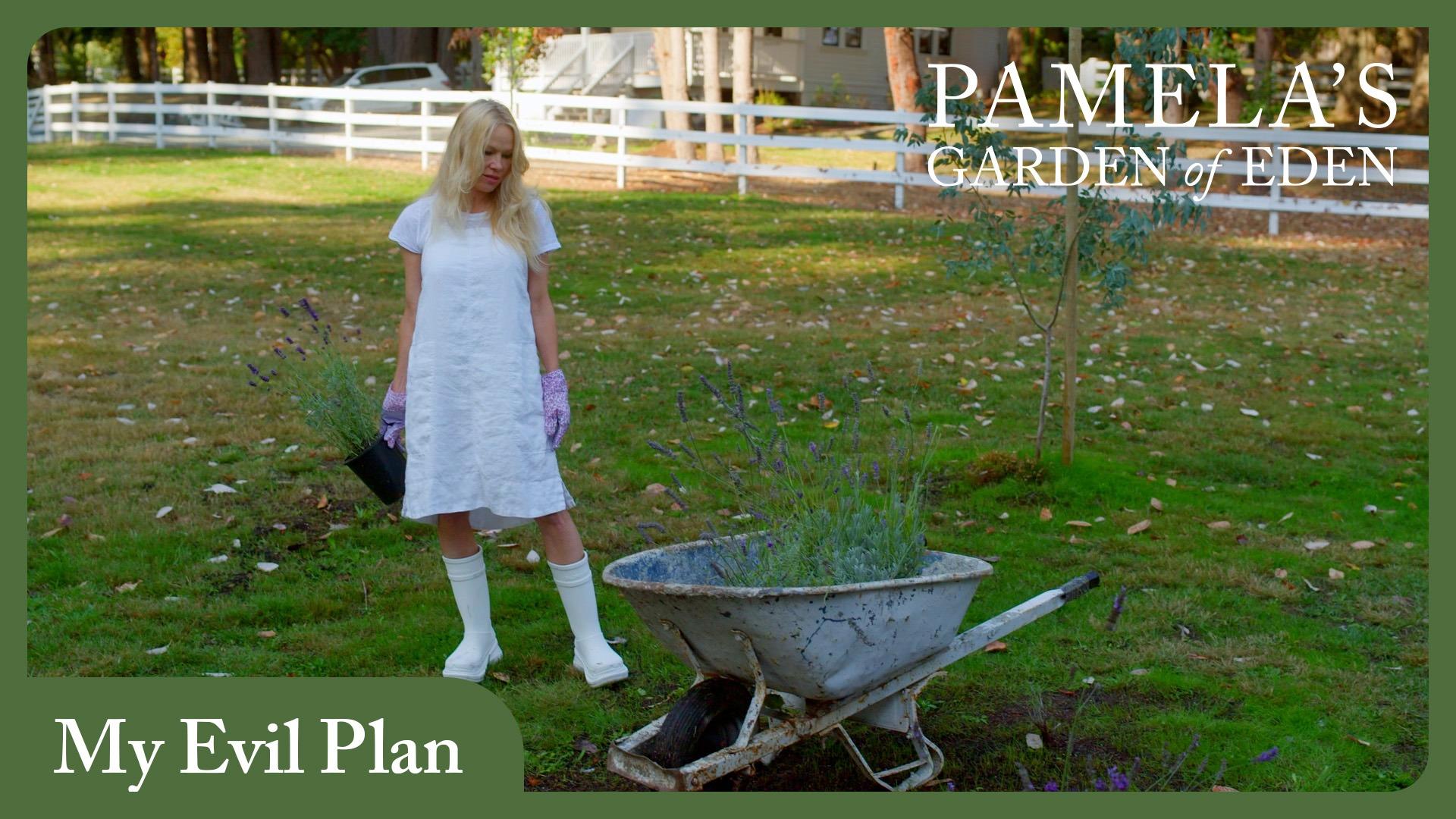 Pamela's Garden of Eden