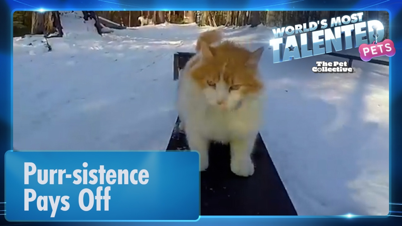 World's Most Talented Pets | Purr-sistence Pays Off