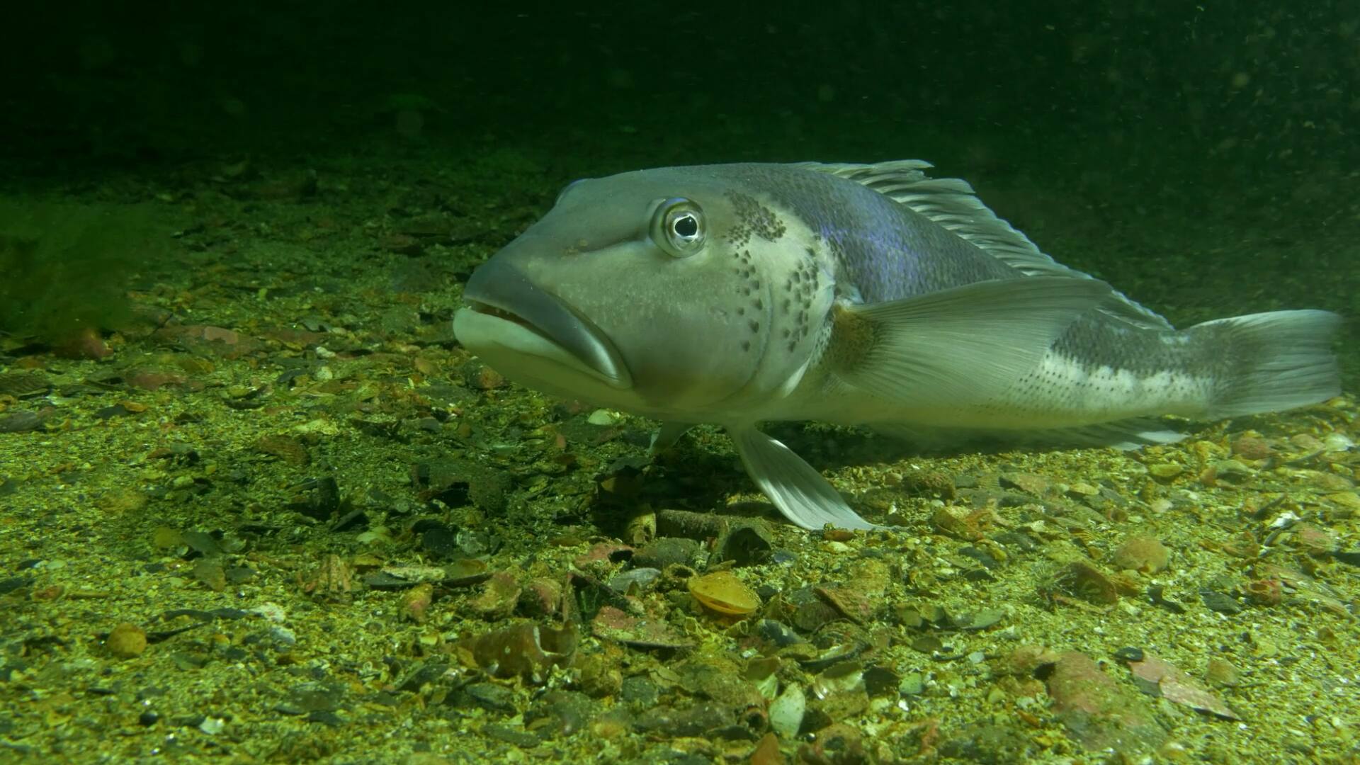 Notre grand jardin bleu