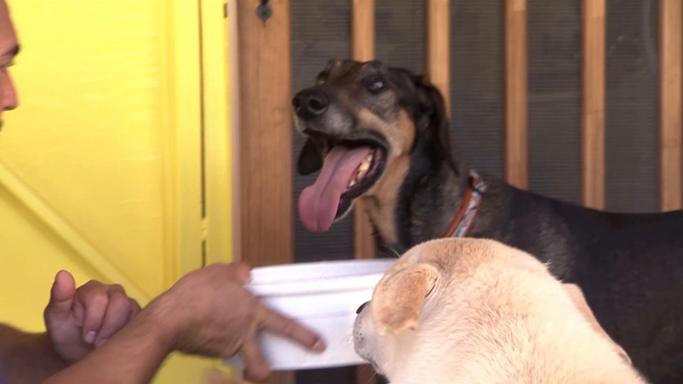 El encantador de perros