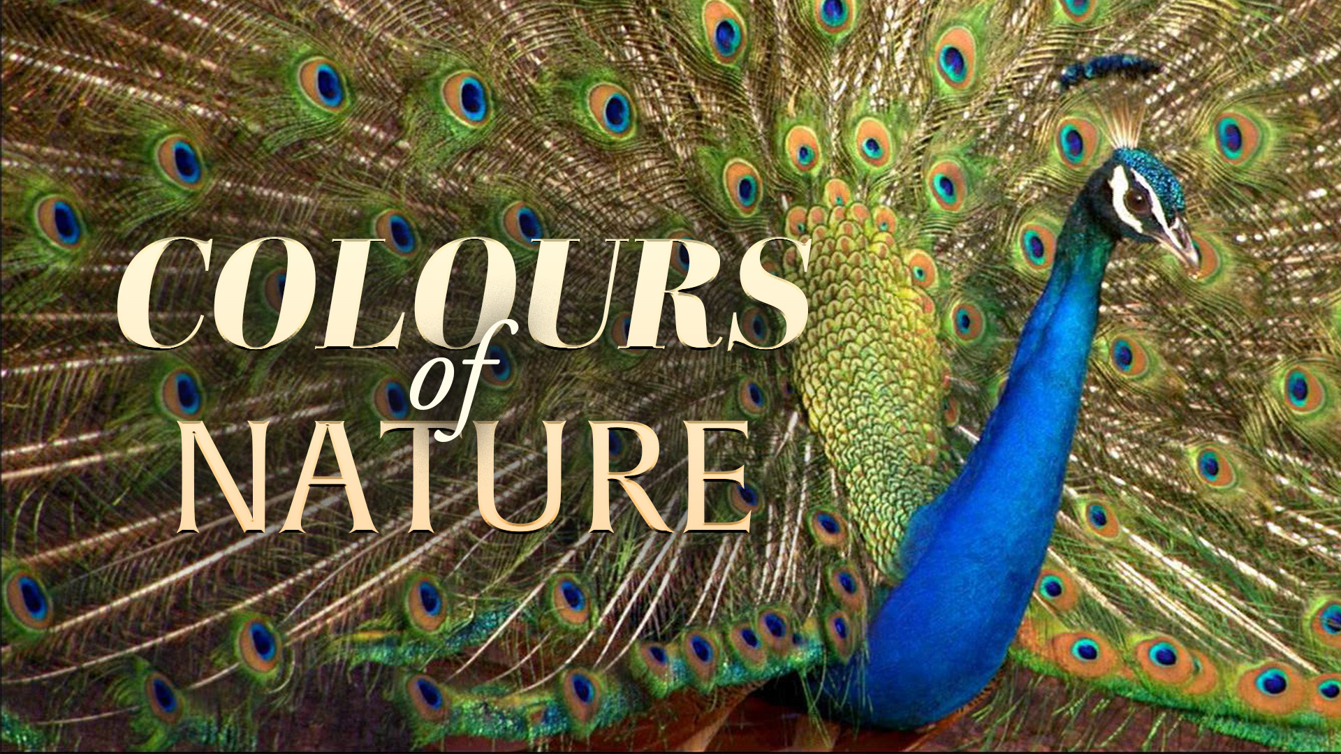 Colours of Nature
