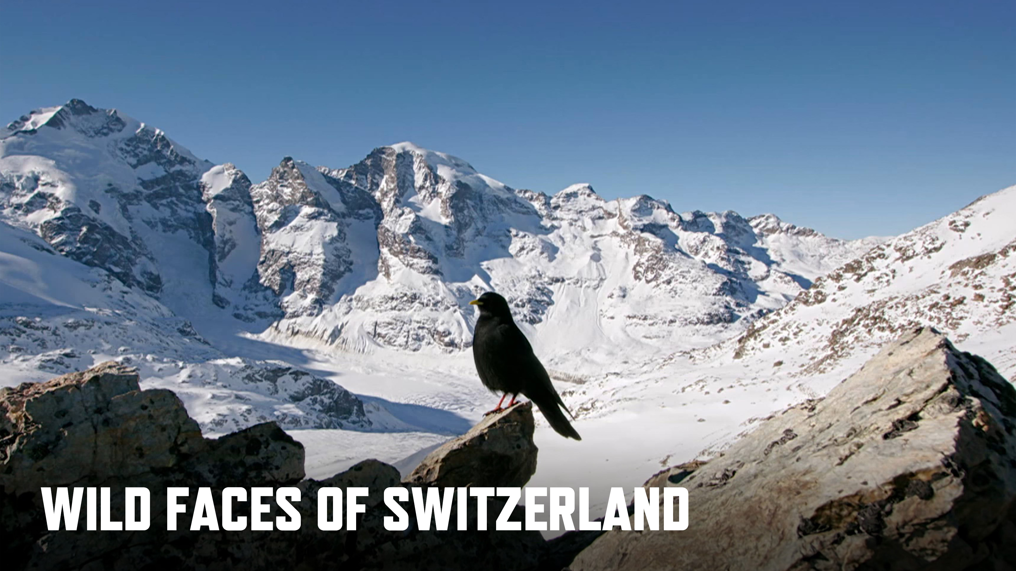 Wild Faces of Switzerland