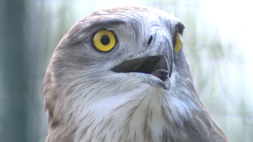 Wild Italy: Top Predators DE