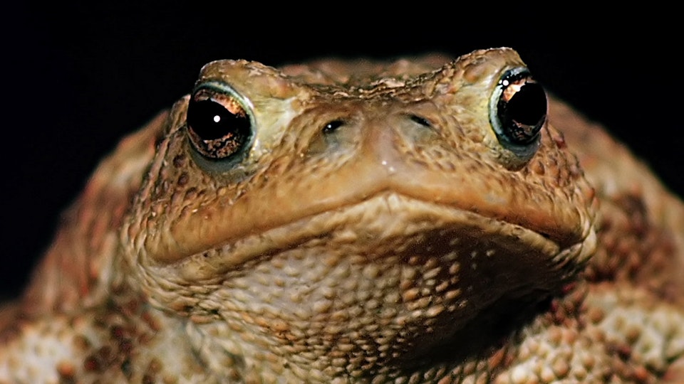 Tiere vor der Kamera: Die Nächte der Kröten