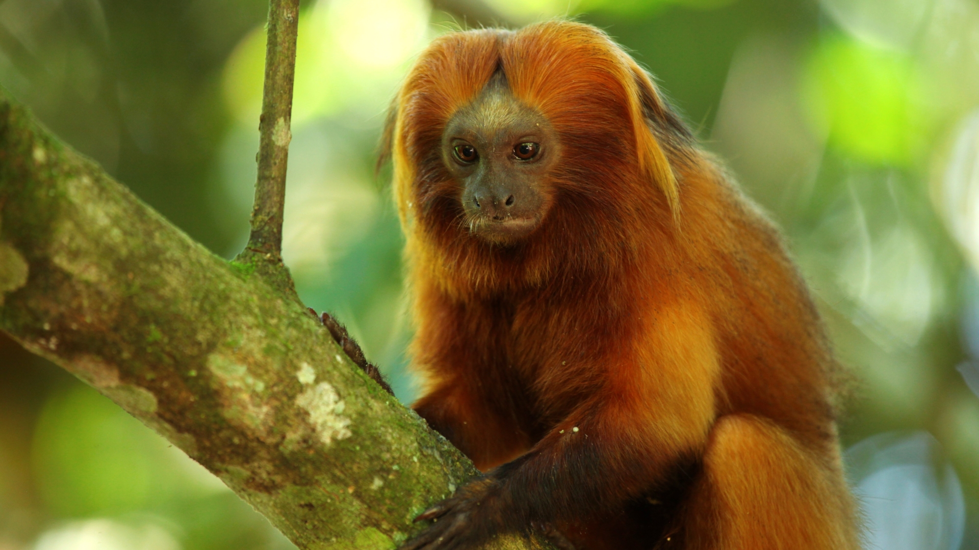 Sauvés de l'Extinction