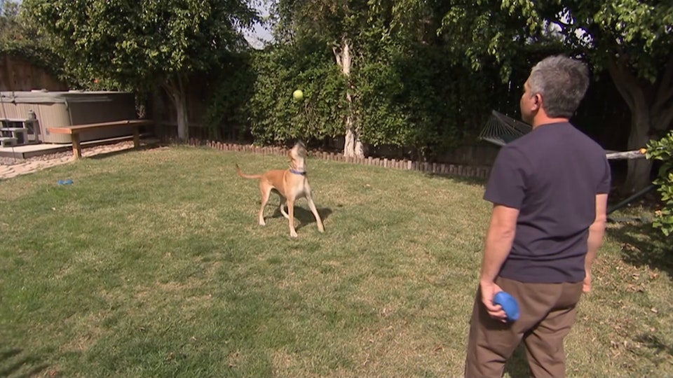 El encantador de perros