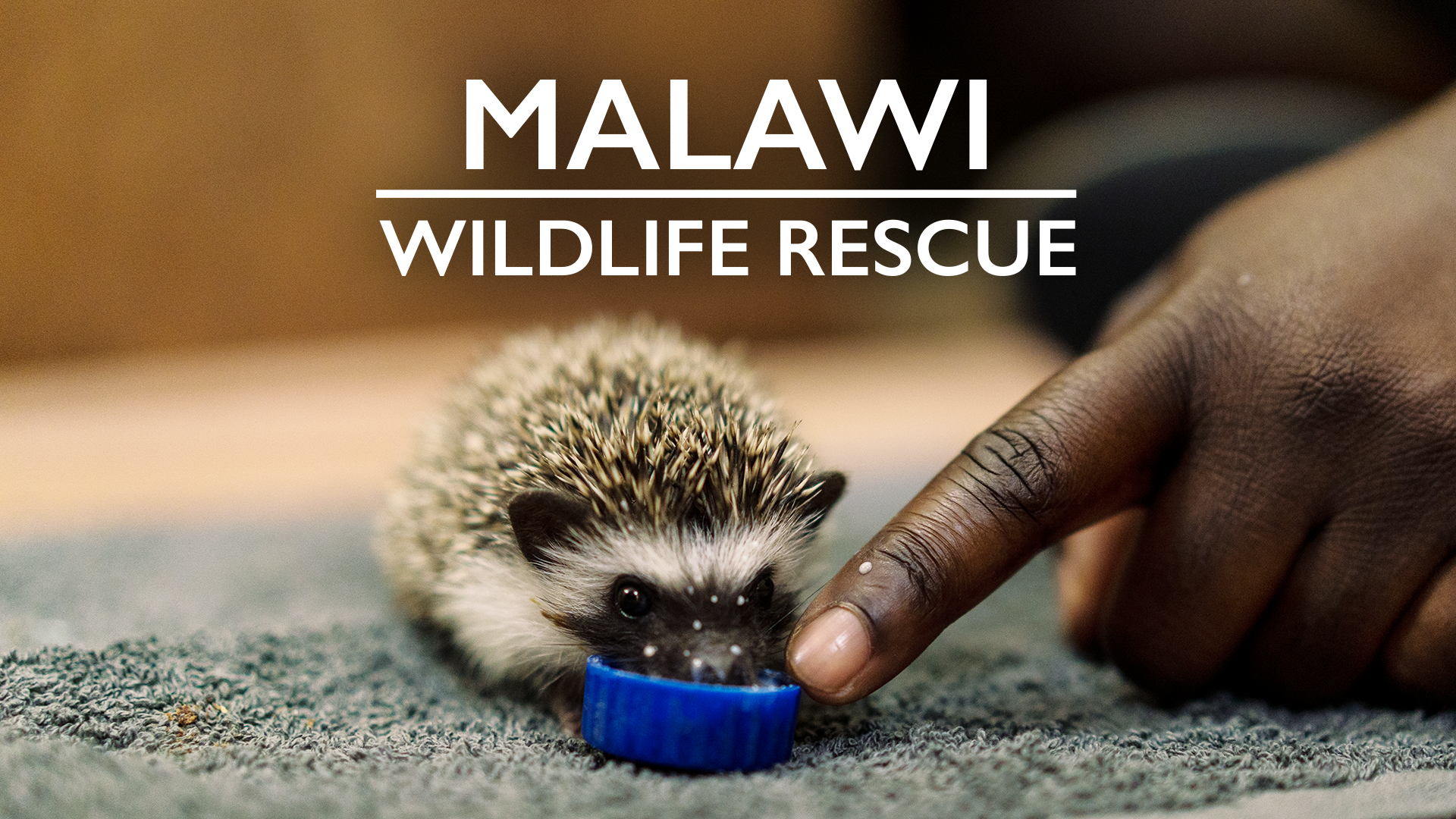 Malawi Wildlife Rescue