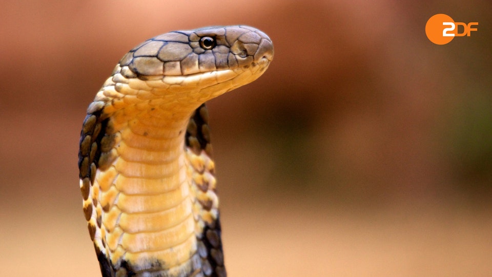 Wildes Überleben: Tierische Kommunikation