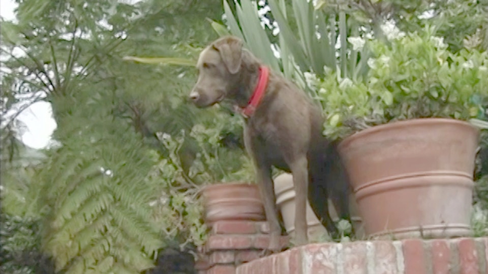 El encantador de perros