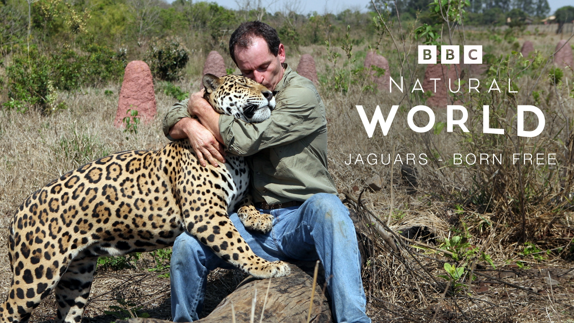 Faucon blanc Loup blanc Jaguars, nes pour etre libres