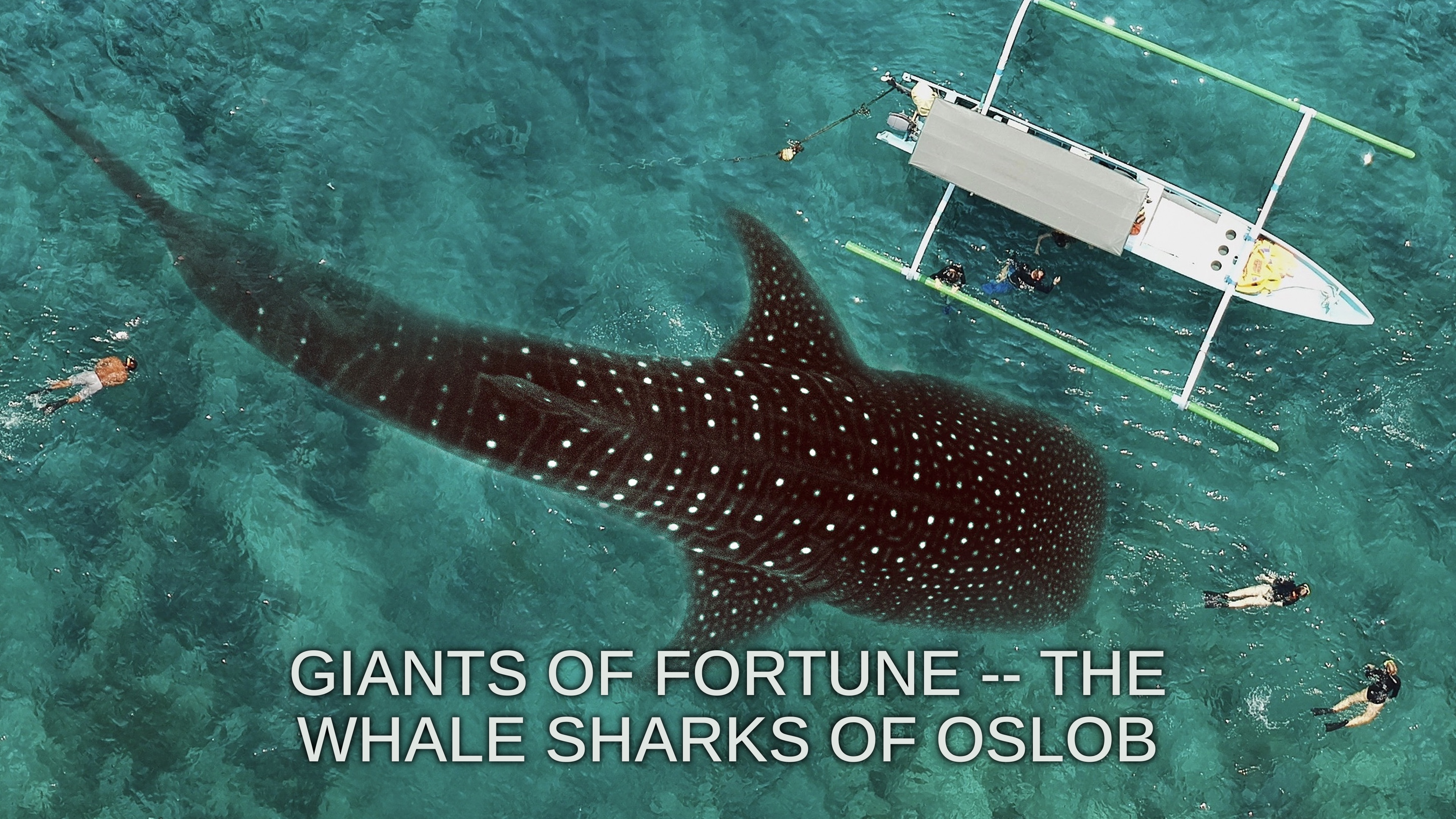 Giants of Fortune -- The Whale Sharks of Oslob