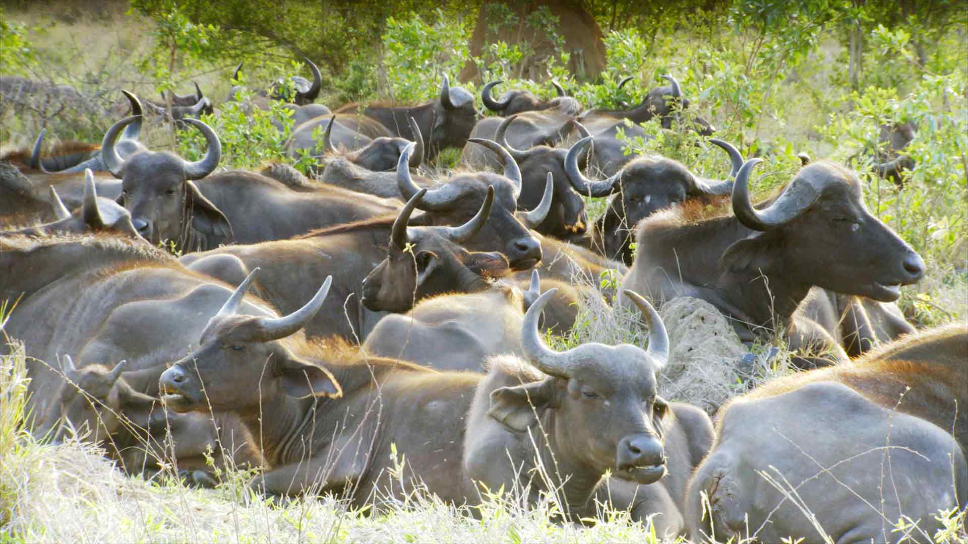 I grandi felini d'Africa