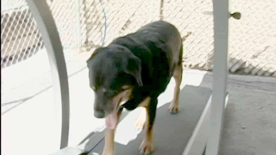 El encantador de perros