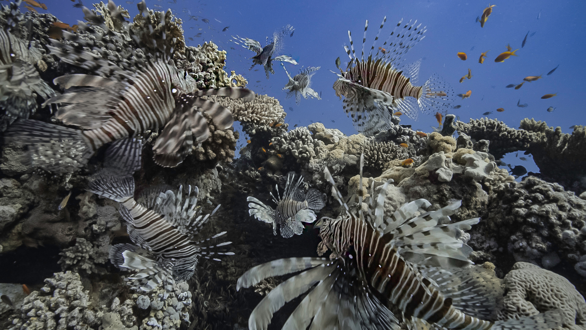 Die gefährlichsten Tiere der Welt