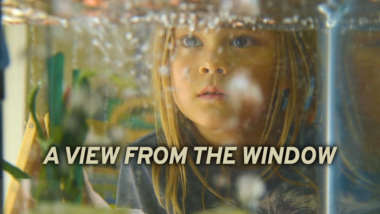 A View From The Window