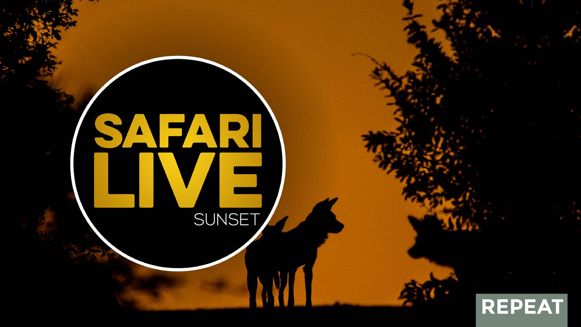 SafariLIVE Sunset Repeat