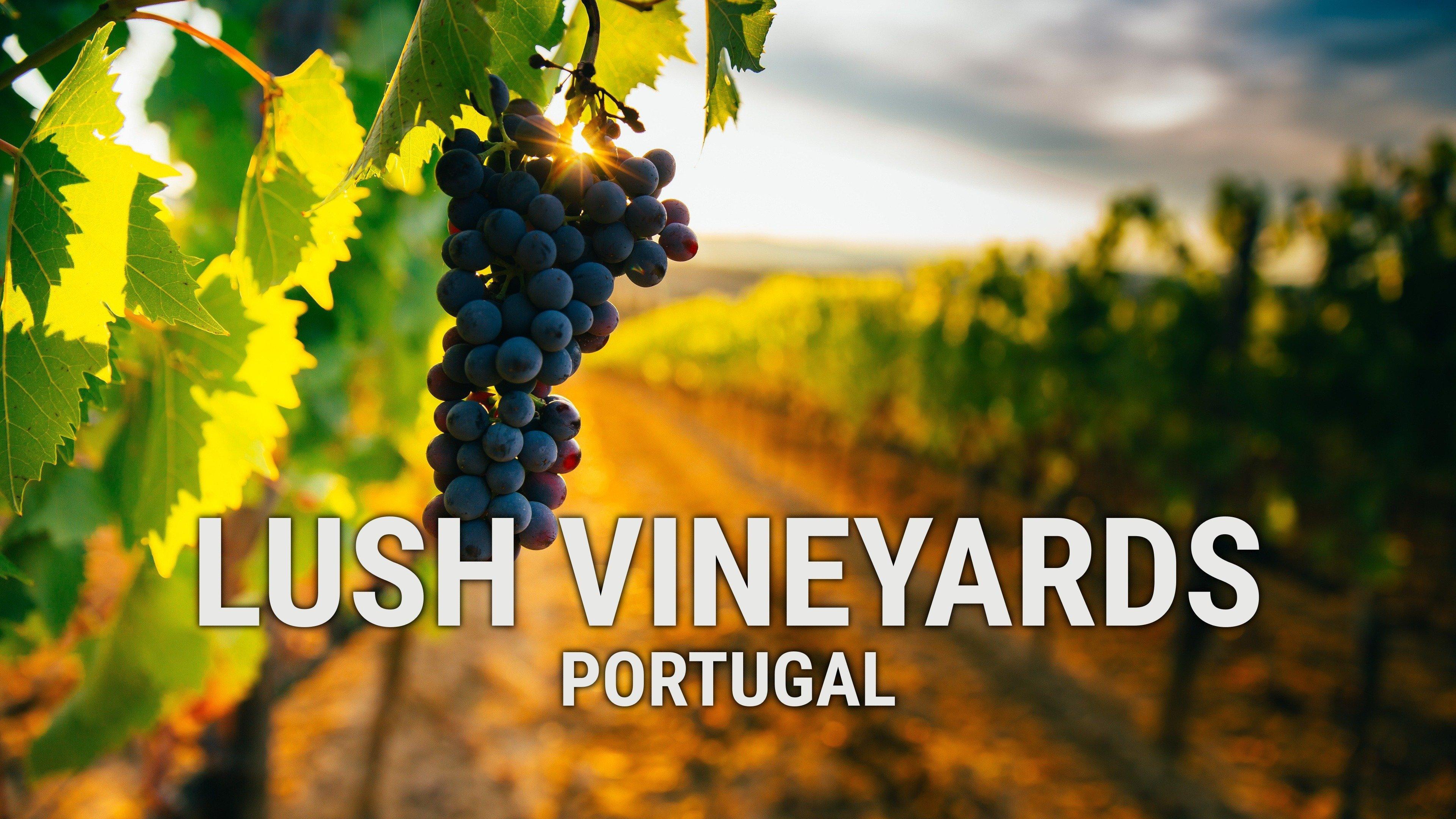 Lush Vineyards: Portugal