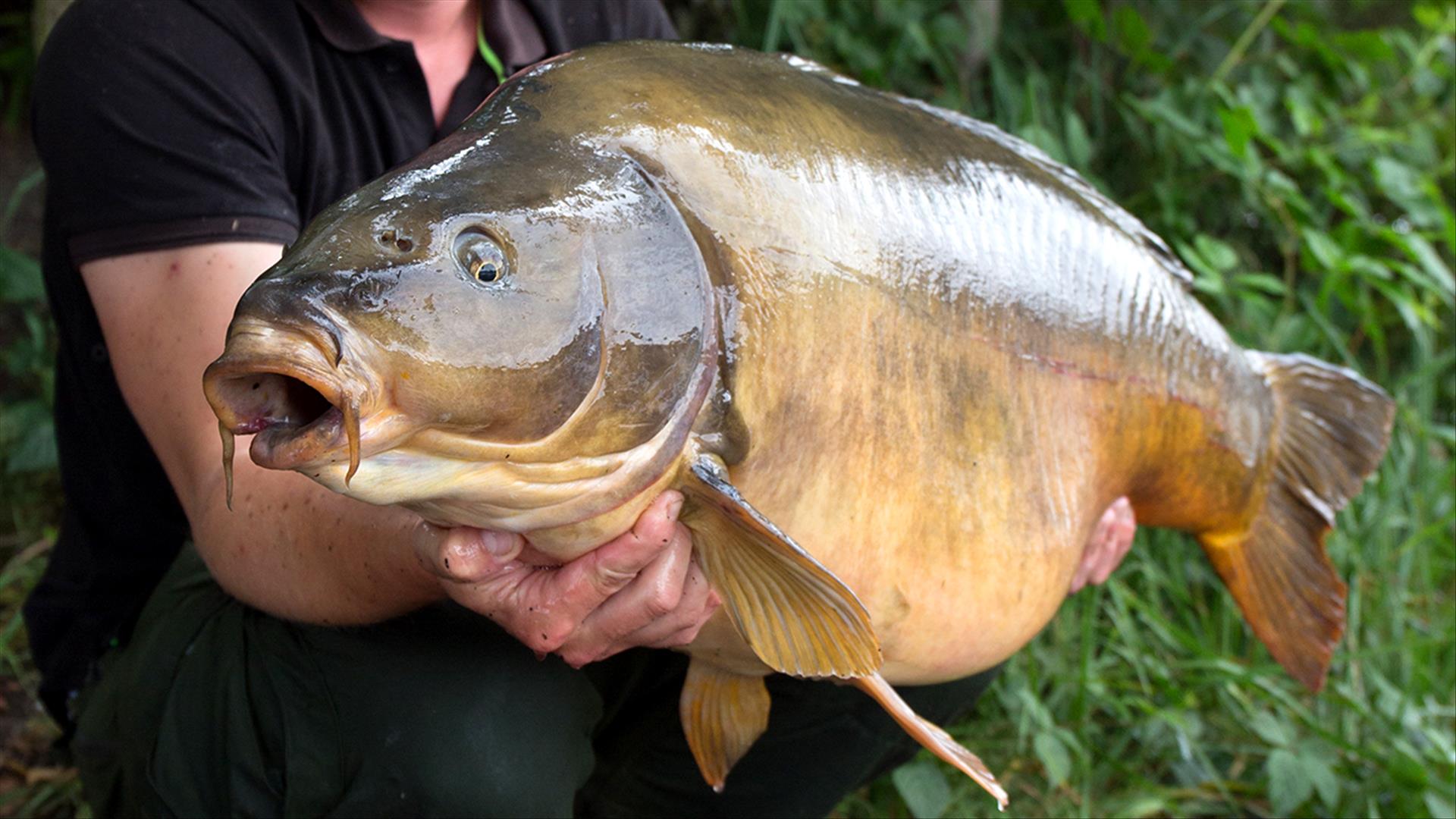 Karpfen fangen trotz Futterverbot