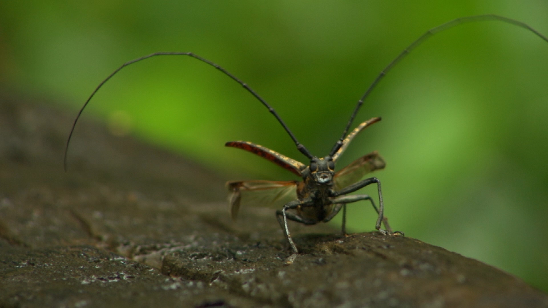 Wildest Indochina