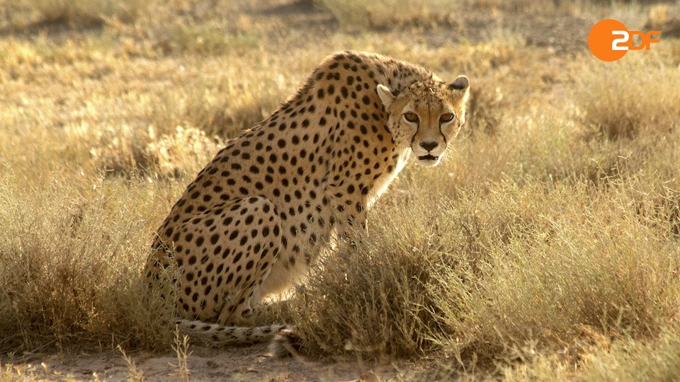 Wilder Iran: In den heißen Süden