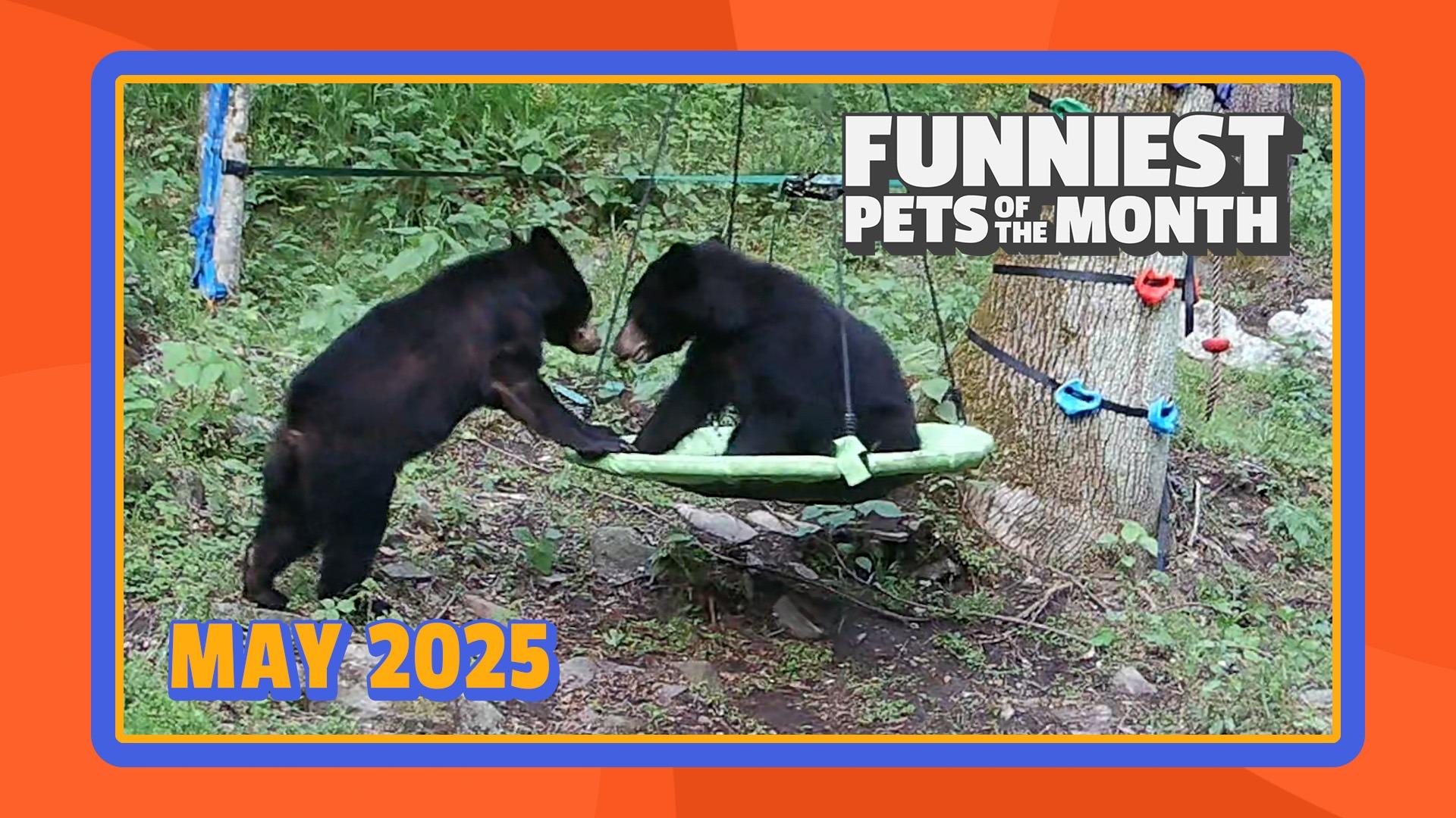 Funniest Pets of the Month | Ep. 2.6